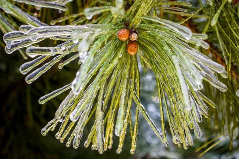 Icy pine tree in winte Foto stock