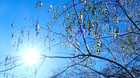 Icy pods on a tree branch 스톡 동영상 123572227