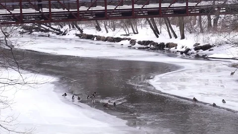 Icy river duck 1 스톡 동영상 85992516