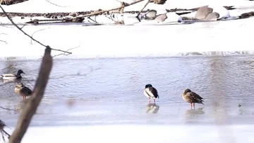 Icy river ducks 3 스톡 동영상 85991947
