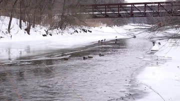 Icy River ducks 4 스톡 동영상 86021400