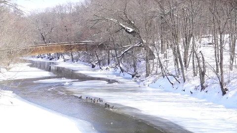 Icy river with ducks 스톡 동영상 85982444