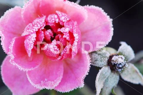 Icy rose Stock Photos