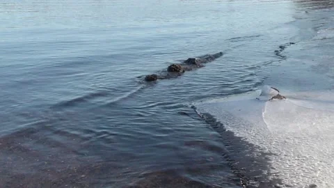 Icy shoreline with lapping water Stock Footage 229986707