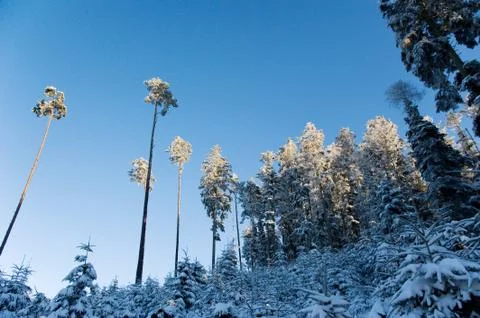 Icy silence Stock Photos