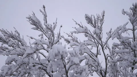 Icy Snow on Tree Branches in Wintertime Video stock 315891939