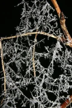 Icy spiderweb Stock Photos
