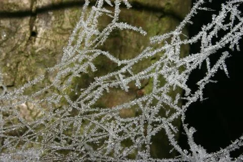 Icy spiderweb Stock Photos
