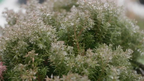 Icy spruce branches of winter Stock-Footage 146242457