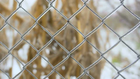 Icy spruce branches of winter Stock Footage 146242729