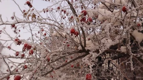 Icy Tree Branches After a Freezing Night – A Stunning Winter Wonderland Scene Stock Footage 294319160