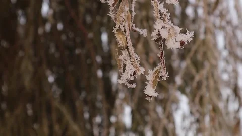 Icy Tree Branches After a Freezing Night – A Stunning Winter Wonderland Scene Stock Footage 294330720