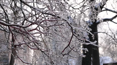 Icy Tree Branches After Freezing Rain Storm Stock Footage 326667764