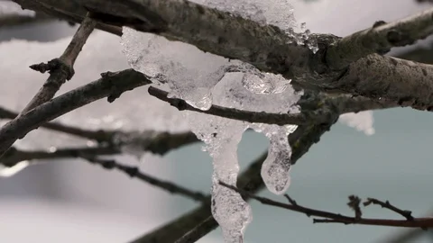 Icy tree branches close up Vídeos de archivo 110691506