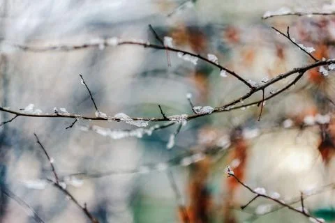 Icy tree branches, close-up Stock Photos