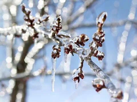 Icy tree branches close-up in the sunlight Stock Photos