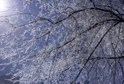 Icy tree branches at night in winter Stock Photos