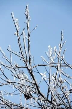 Icy tree branches Stock Photos