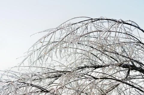 Icy tree branches Stock Photos