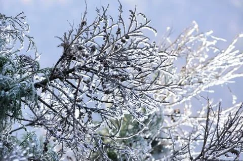 Icy tree branches Stock Photos