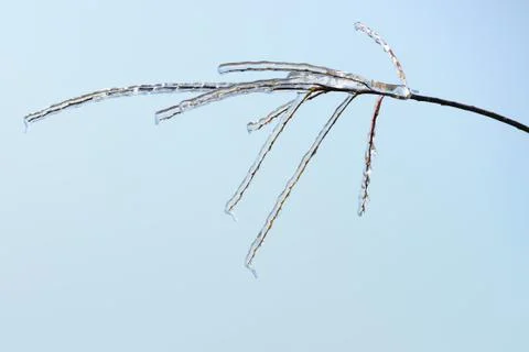 Icy tree branches Stock Photos