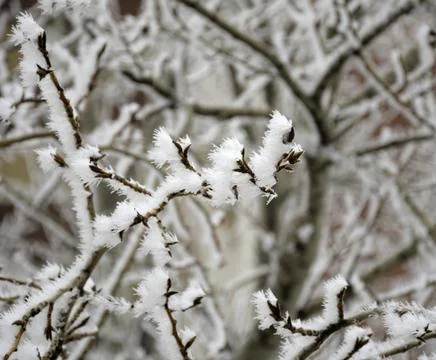 Icy tree branches Stock Photos