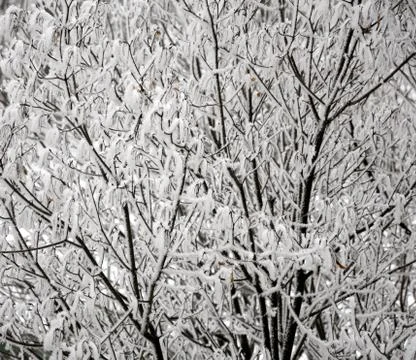 Icy tree branches Stock Photos