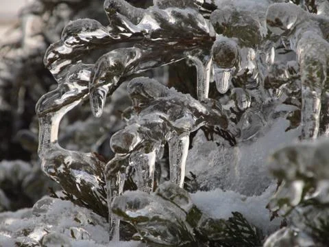 Icy tree branches Foto stock