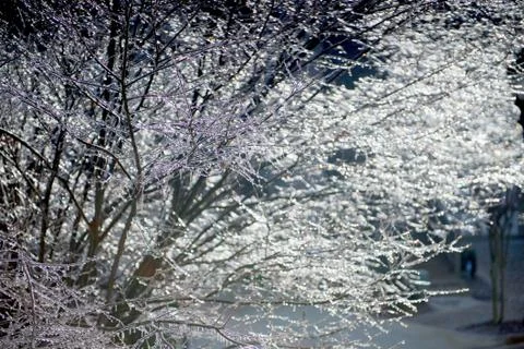 Icy Tree Branches Stock Photos