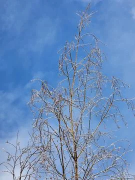 Icy tree branches in winter. Tree branches against the sky Stock Photos