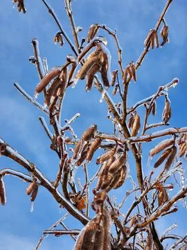 Icy tree branches in winter. Tree branches against the sky Foto stock