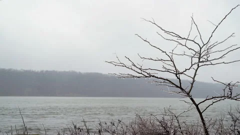 Icy Tree By River in Rain Stock Footage 169773264