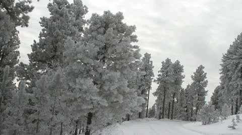 Icy trees and road Video stock 10743327