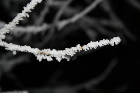 Icy trees branches at night to light Stock Photos