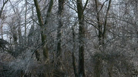 Icy Trees Stock Footage 839129