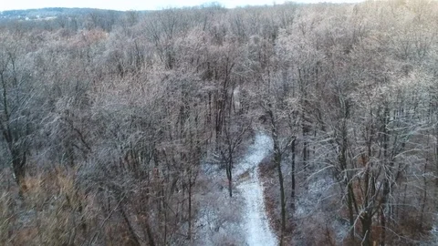 Icy trees Stock Footage 95595170