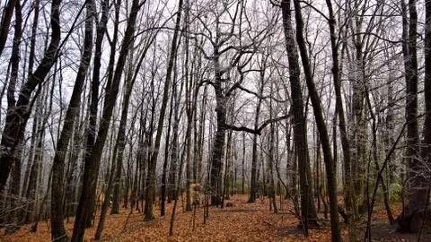 Icy Trees Foto stock