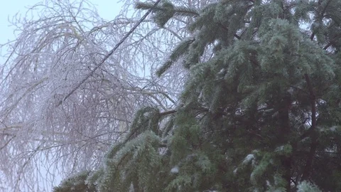 Icy trees torn wires Stock Footage 70384351