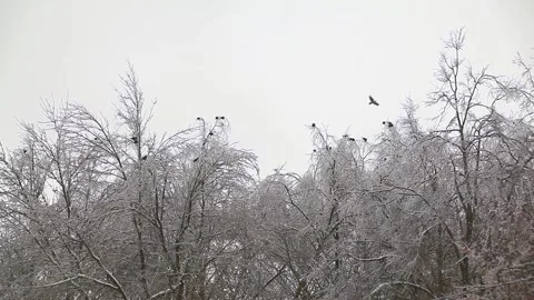 Icy trees in winter Video stock 96204137