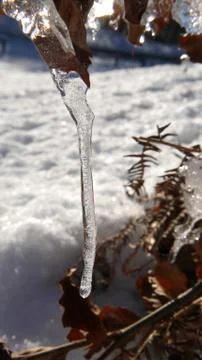 Icy twigs Stock Photos