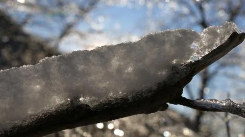 Icy twigs Stock Photos