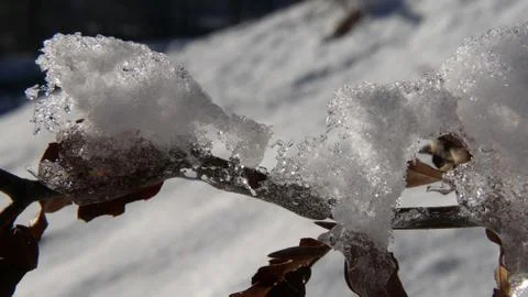 Icy twigs Stock Photos