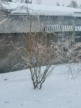 Icy Twisted Branches of a Winter Shrub in Snow Stock Photos