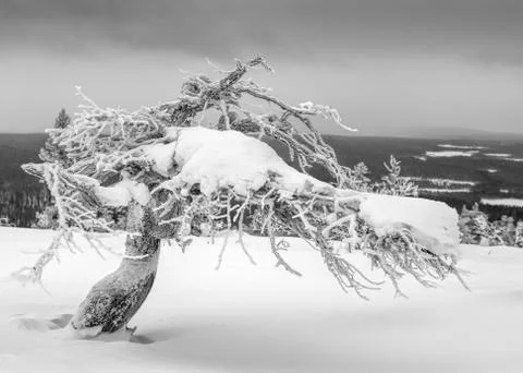 Icy twisted pine tree Stock Photos