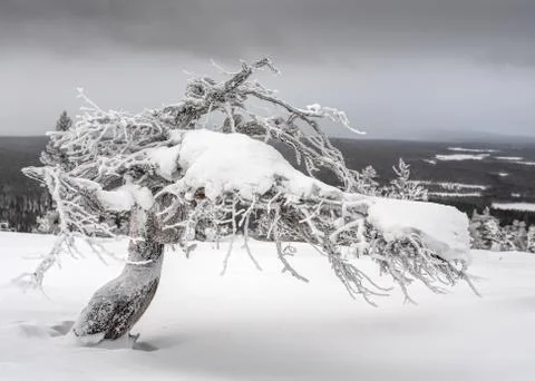 Icy twisted pine tree Stock Photos