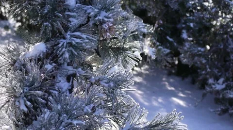 Icy Winter backdrop Stock Footage 42919914