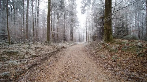 Icy winter forest walk Video stock 101667609