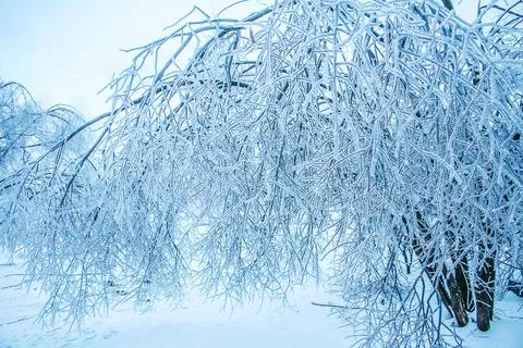 Icy winter tree Stock Photos