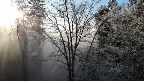 Icy winter trees surrounded by fog with sunlight shining Stock Footage