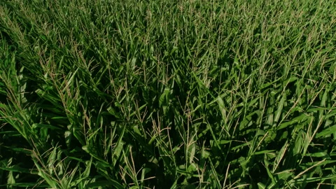 Idaho Corn Field Stock Footage 207914120